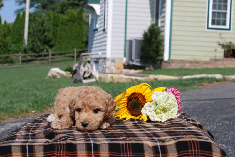 puppy, for, sale, Mini Goldendoodle F1, Matthew B. Stoltzfus, dog, breeder, Gap, PA, dog-breeder, puppy-for-sale, forsale, nearby, find, puppyfind, locator, puppylocator, aca